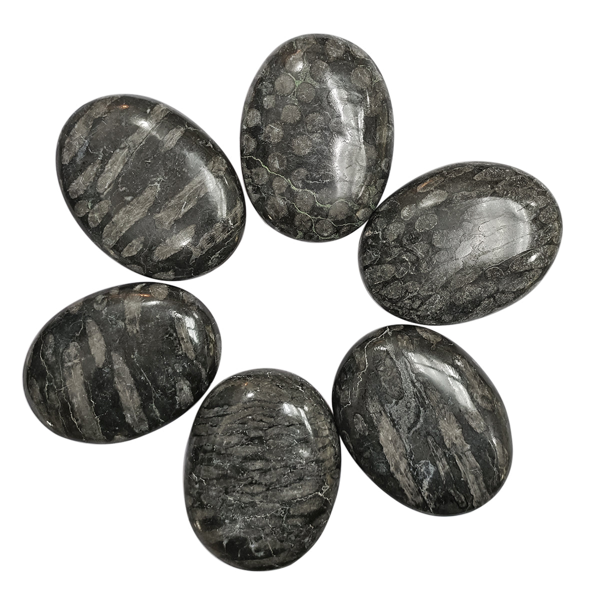 Black Fossil Coral Palm Stone