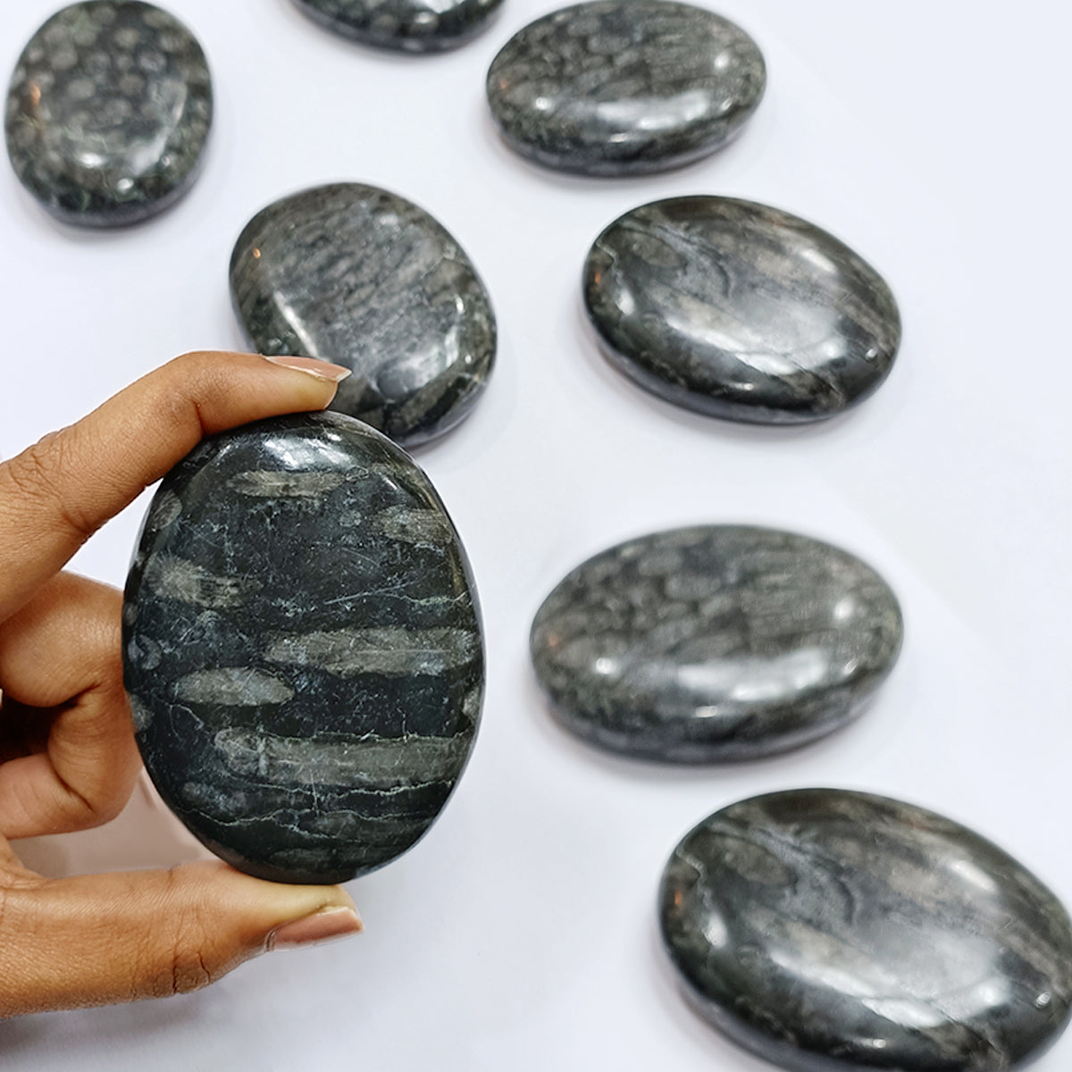 Black Fossil Coral Palm Stone