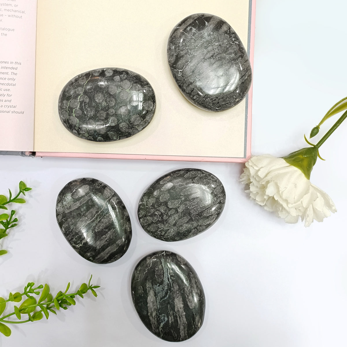 Black Fossil Coral Palm Stone