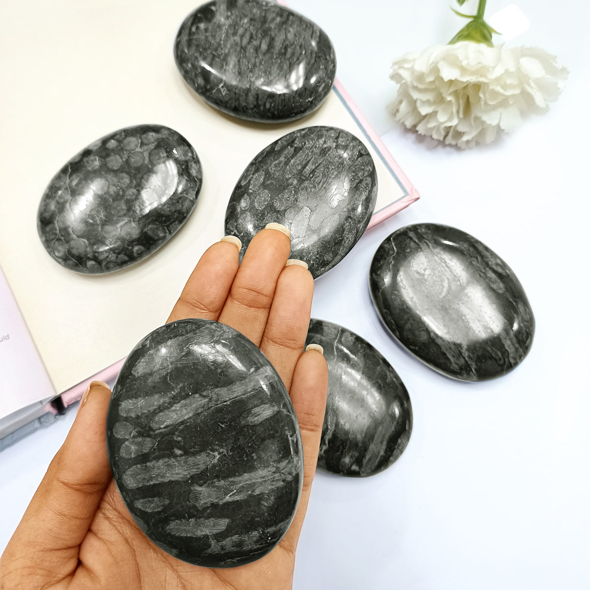 Black Fossil Coral Palm Stone