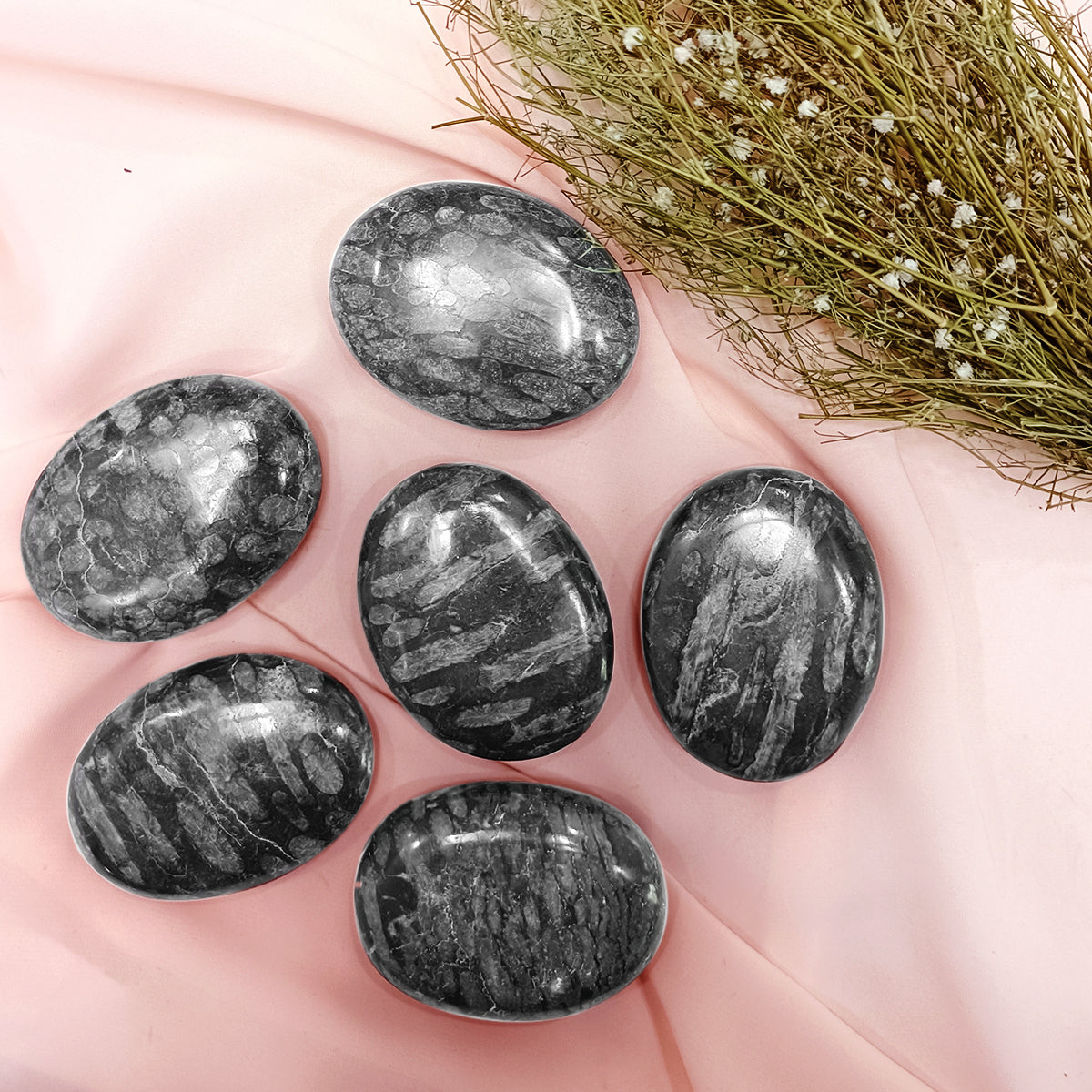 Black Fossil Coral Palm Stone