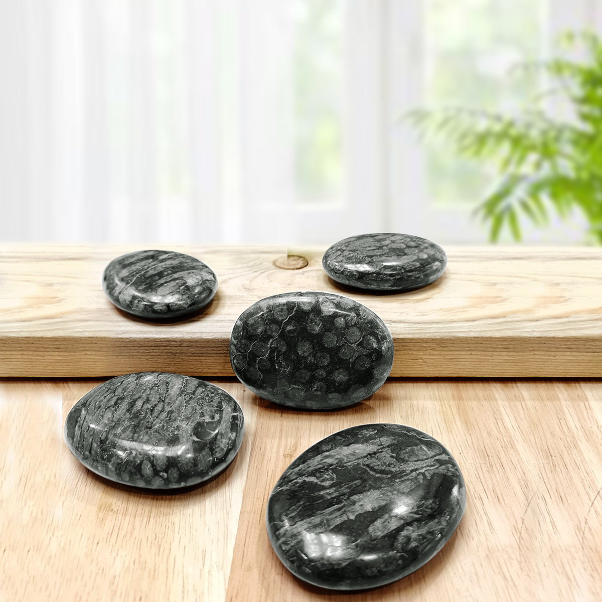 Black Fossil Coral Palm Stone