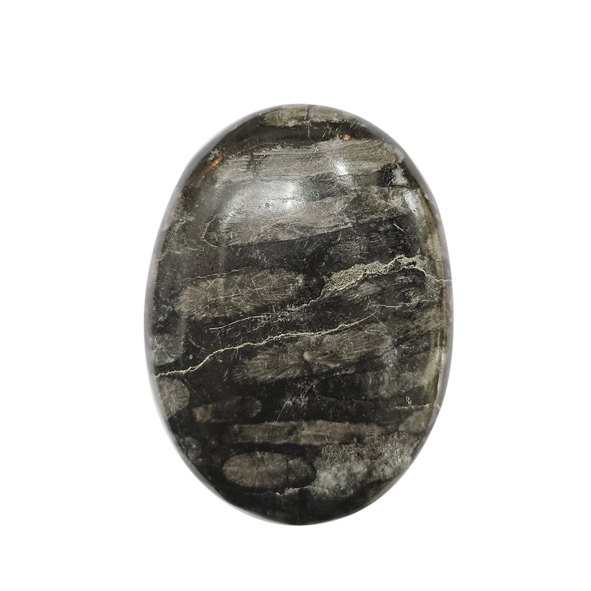 Black Fossil Coral Palm Stone