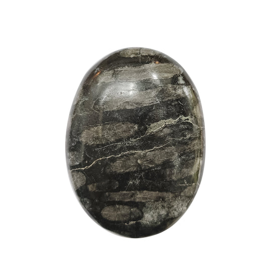 Black Fossil Coral Palm Stone