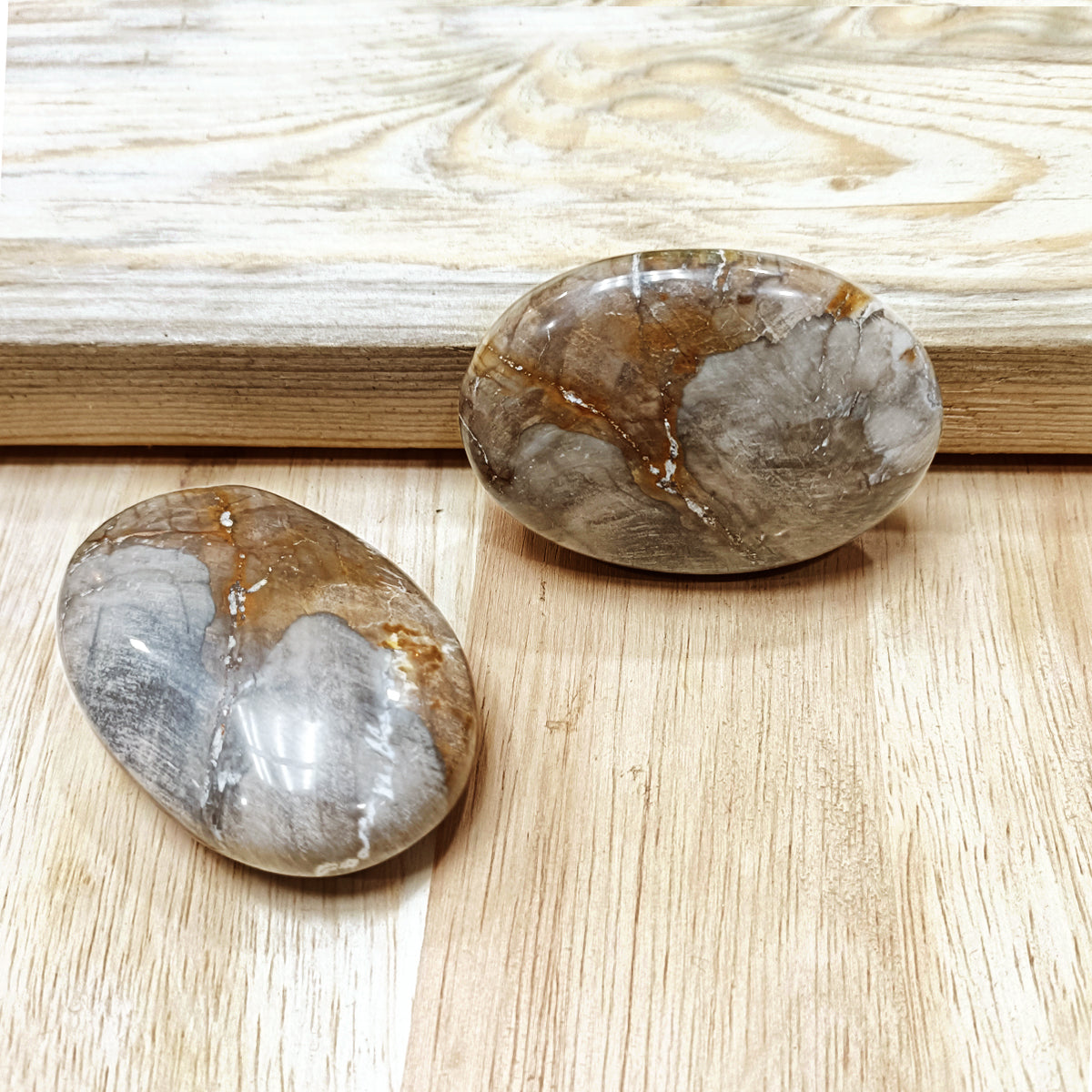 petrified wood Plam Stone