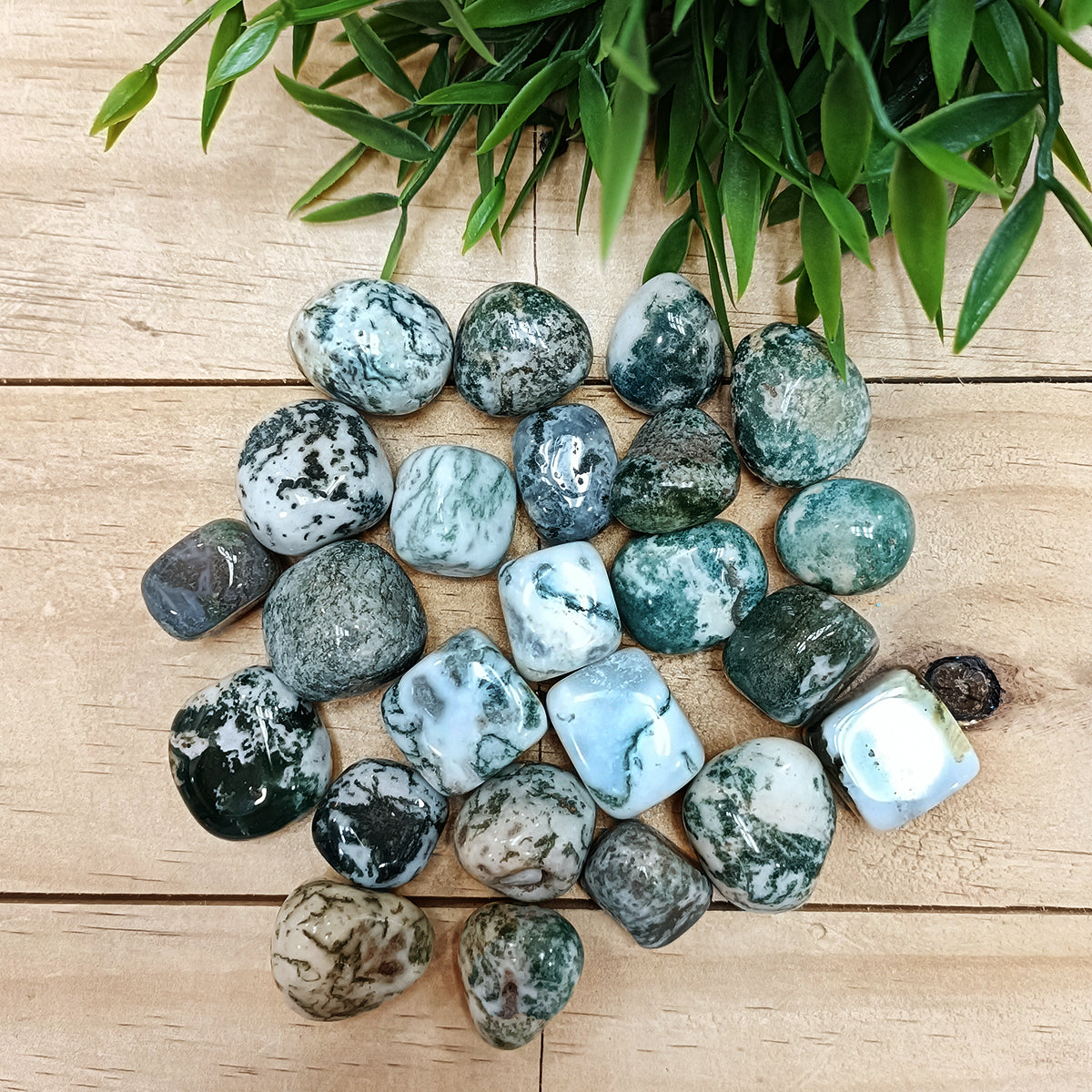 Tree Agate Tumble