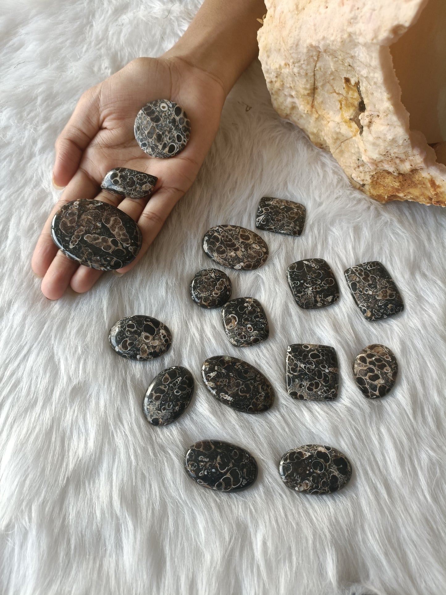 Turritella Agate Cabochons