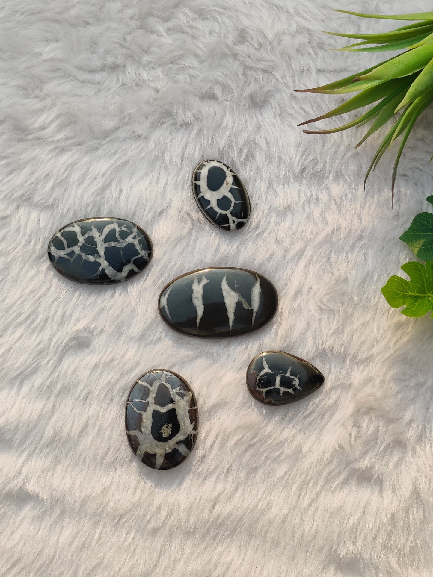 Black Septarian Cabochons