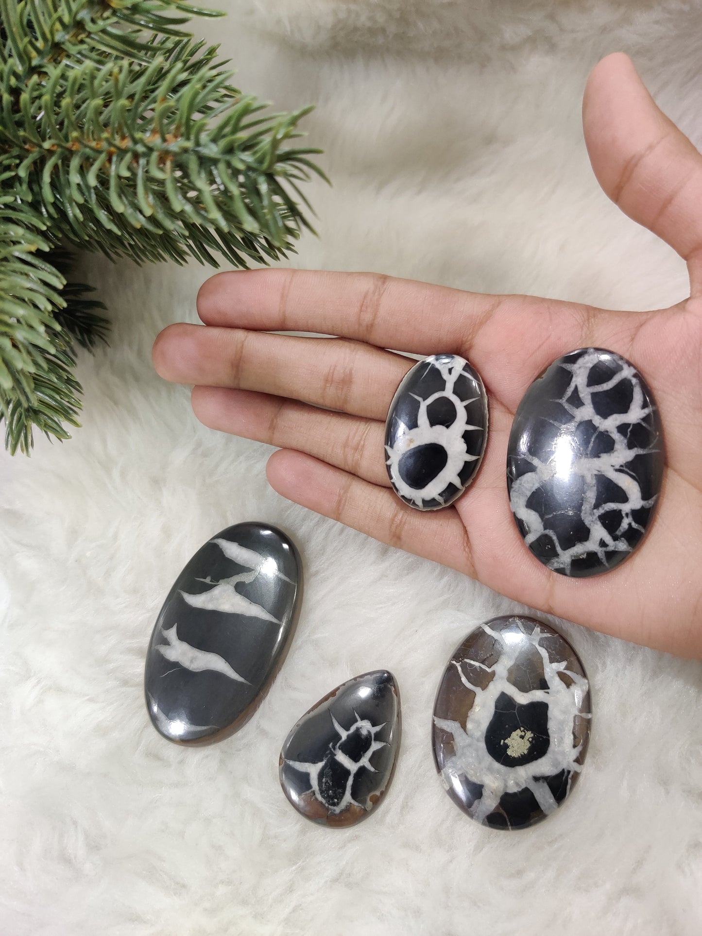 Black Septarian Cabochons