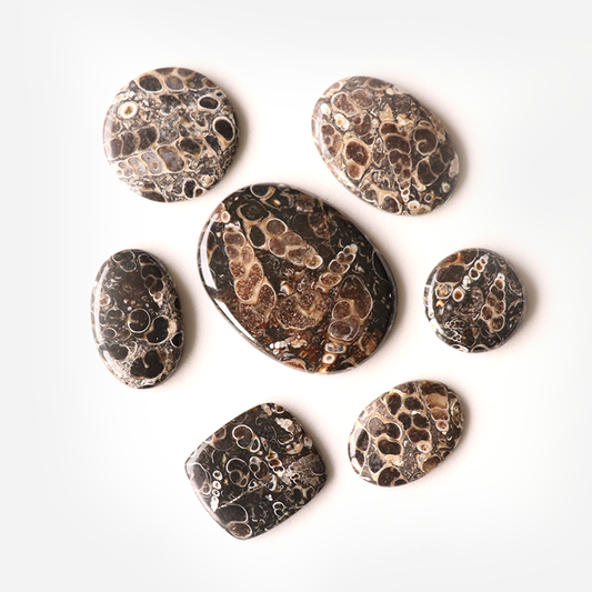 Turritella Agate Cabochons