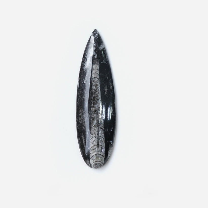 Orthoceras Finance Stone